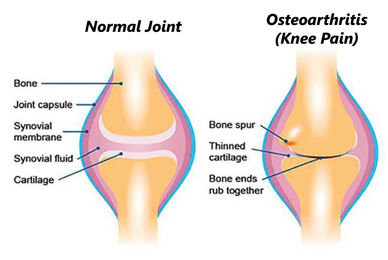 Orthopaedic Services